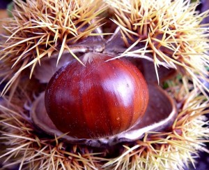 Photo of a sweet chestnut