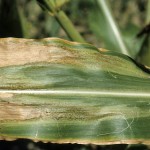 Photo of corn leaf