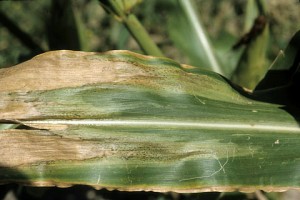 Photo of corn leaf