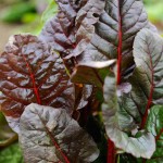 Photo of chard at Trill Farm