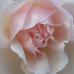 Photo of a pink rose