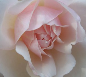 Photo of a pink rose