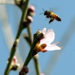 Photo of a honey bee