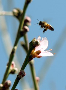 Photo of a honey bee