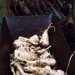 Photo of parsnips