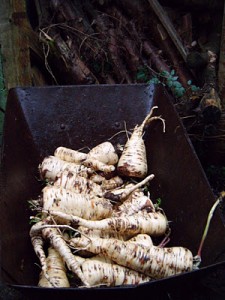 Photo of parsnips