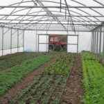 Photo of the Trill Farm poly tunnel