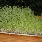 Photo of wheat grass