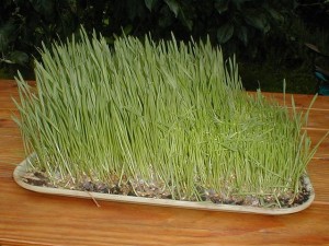 Photo of wheat grass