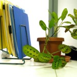 Photo of plants in an office