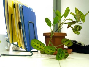 Photo of plants in an office