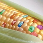 Photo of genetically modified corn