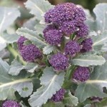 Photo of purple sprouting broccoli