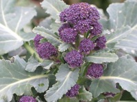 Photo of purple sprouting broccoli