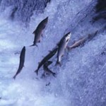 Photo of salmon jumping