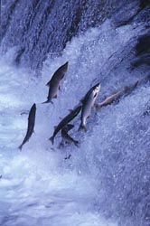 Photo of salmon jumping