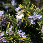 Photo of snow on rosemary