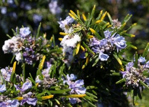 Photo of snow on rosemary