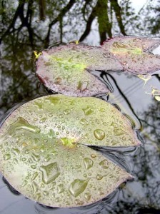 Photo of water lillies