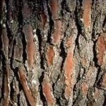 Photo of pine bark
