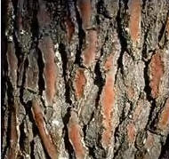 Photo of pine bark