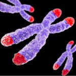 Image of telomeres