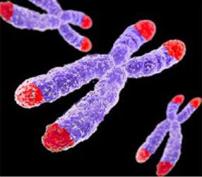Image of telomeres