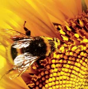 Photo of a bee on a flower