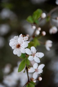 Photo of spring blossom