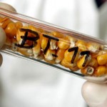 Photo of Bt corn in a test tube