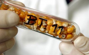 Photo of Bt corn in a test tube