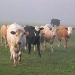 Photo of cows in the mist