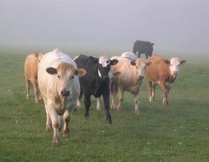 Photo of cows in the mist