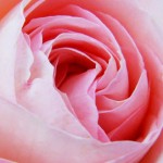 Photo of a pink rose