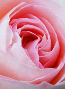 Photo of a pink rose