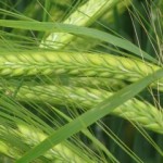 Photo of barley at Trill Farm