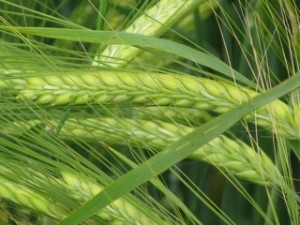 Photo of barley at Trill Farm