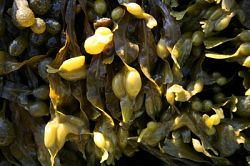 Close up photo of seaweed