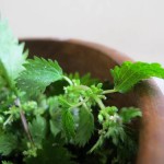 Photo of stinging nettles in a bowl