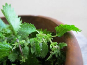 Photo of stinging nettles in a bowl