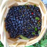 Photo of blueberries