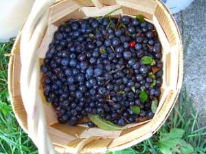 Photo of blueberries