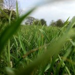 Close up photo of green grass
