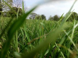 Close up photo of green grass