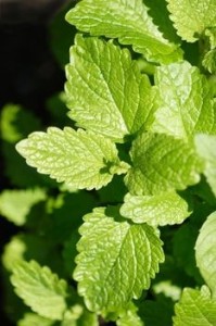 Close up photo of lemon balm herb