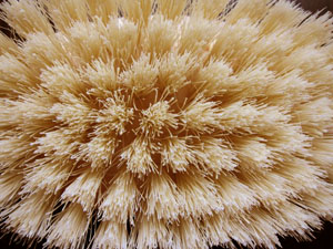 Close up photo of a natural brush