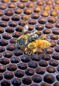 Photo of two honey bees on comb