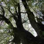 Photo looking up at a big tree