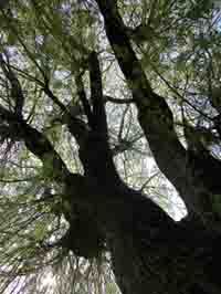 Photo looking up at a big tree