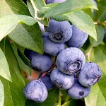 Photo of blueberries on a tree